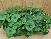 Fragaria Aardbei 10 potjes per tray Warentuin Natuurlijk - Warentuin natuurlijk - thumbnail