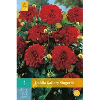 Dahlia gallery singer - thumbnail