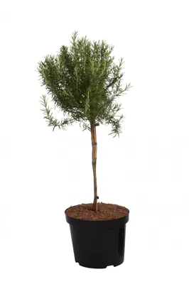 Rozemarijn Rozemarijn