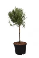 Rozemarijn - thumbnail