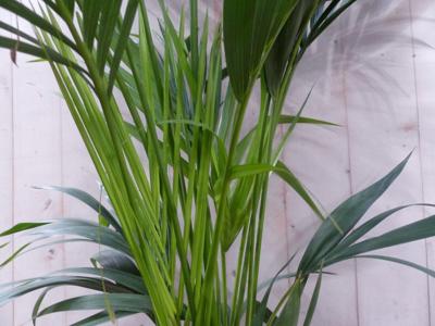 Kentiapalm Howea Forsteriana kamerplant potmaat 22 cm H140-160 cm Warentuin Natuurlijk - Warentuin natuurlijk