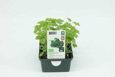 Peterselie groenteplantje Petroselinum Tuin Op Tafel - Tuin op tafel