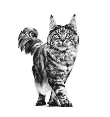 Royal Canin Cat Adult Dry 2kg - thumbnail