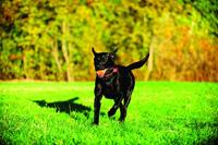 Chuckit tennisbal - thumbnail