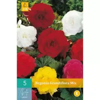 Begonia grandiflora mix 5st bloembol zomer Begonia JUB - Jub - thumbnail