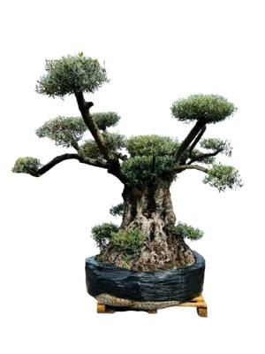Olijfboom Pon Pon - Olea Europea