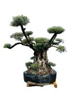 Olijfboom Pon Pon - Olea Europea - thumbnail