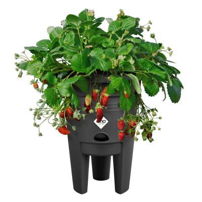 ELHO Green Basics Aardbeienpot 33 - Zwart - Ø 33 x H 42 cm - buiten kweken en oogsten - 100% gerecycled