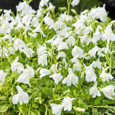 Witte mazus (Mazus reptans alba) moerasplant (6-stuks) Witte mazus (Mazus reptans alba) moerasplant (6-stuks)