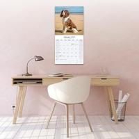 Engelse Springer Spaniel Kalender 2026 - thumbnail