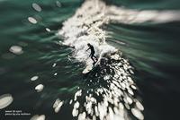 LensBaby Composer Pro II Canon met Sweet 50 - thumbnail