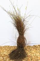 Sneeuwbes - thumbnail