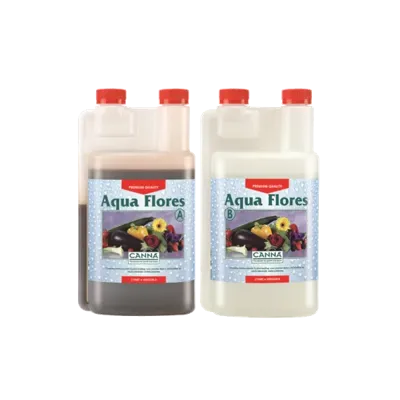 Canna Canna Aqua Flores