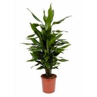 Dracaena janet lind S kamerplant - thumbnail