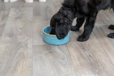 Trixie voerbak / drinkbak keramiek blauw