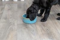 Trixie voerbak / drinkbak keramiek blauw - thumbnail