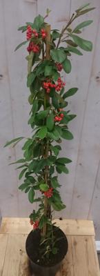 Cotoneaster Dwergmispel klimstruik 80 cm Warentuin Natuurlijk - Warentuin natuurlijk