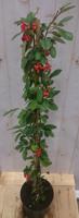 Cotoneaster Dwergmispel klimstruik 80 cm Warentuin Natuurlijk - Warentuin natuurlijk - thumbnail