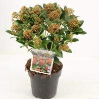Skimmia (Skimmia Japonica “Pink Dwarf”®) heester - 20-25 cm (P15) - 6 stuks - thumbnail