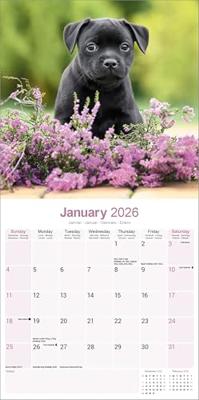 Staffordshire Bull Terrier Kalender 2026