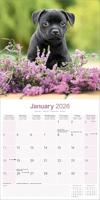 Staffordshire Bull Terrier Kalender 2026 - thumbnail