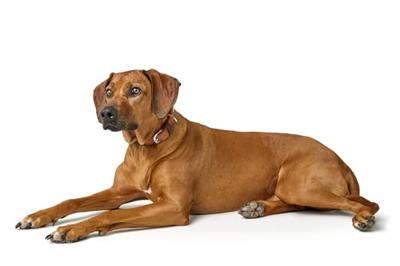 HUNTER Hondenhalsband Wolmar, chocoladebruin/cognac, Maat: 55