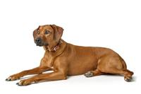 HUNTER Hondenhalsband Wolmar, chocoladebruin/cognac, Maat: 65 - thumbnail