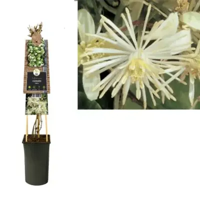 Crème bosrank (Clematis vitalba) klimplant
