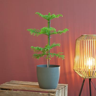 Araucaria Heterophylla - Kamerden - P14