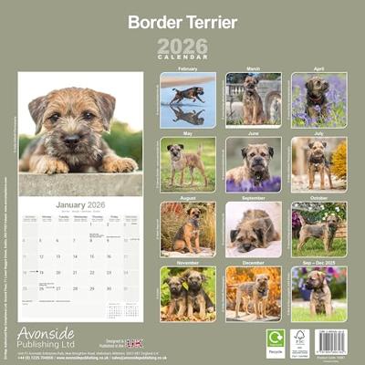 Border Terrier Calendar 2026 Square Dog Breed Wall Calendar - 16 Month
