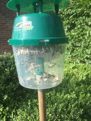 Mottenval voor de buxusmot feromoon/lokstof DCM - Dcm