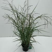 Vingergras (Panicum virgatum "Prairie Sky") siergras - In 3 liter pot - 1 stuks - thumbnail