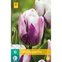 Tulp flaming flag 7 bollen - thumbnail