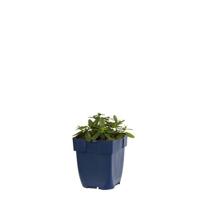 Helianthemum Lawrenson s Pink vaste plant Griffioen - Griffioen - thumbnail