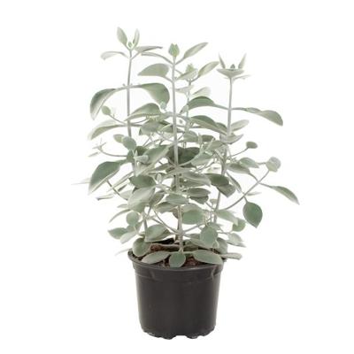 Kalanchoe Hildebrandtii (vetplant) - P 17 cm Kalanchoe Hildebrandtii (vetplant) - P 17 cm