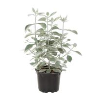 Kalanchoe Hildebrandtii (vetplant) - P 17 cm - thumbnail