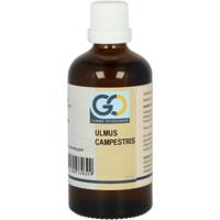 GO Ulmus campestris bio 100 Milliliter - thumbnail