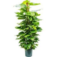 Scindapsus epipremnum aureum mosstok 150 S kamerplant - thumbnail
