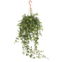 Hedera Helix Jacobine - P 19 cm - thumbnail