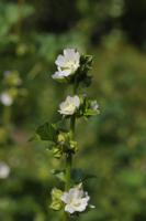 Griekse Malva - thumbnail