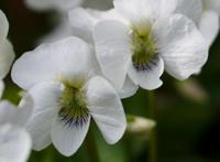 Viooltje - thumbnail