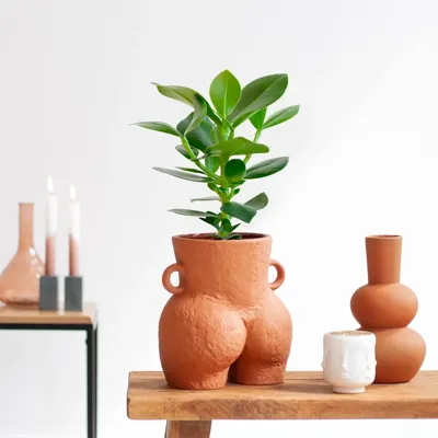 Clusia Rosea Princess - Handtekeningenboom - P12 Clusia Rosea Princess - Handtekeningenboom - P12