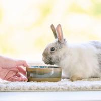 BEAPHAR CARE+ KONIJN SENIOR 1,5 KG - thumbnail