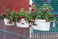 Bama Fioriera Bloem-Balkonbak 60x20x18.5 cm Wit - thumbnail