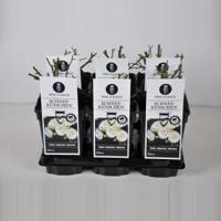 Miniatuurroos (rosa "Schneeküsschen"®) - thumbnail