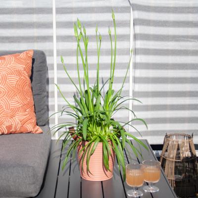 Agapanthus Amourette Superb - Afrikaanse Lelie - P17 Agapanthus Amourette Superb - Afrikaanse Lelie - P17