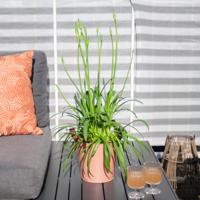 Agapanthus Amourette Superb - Afrikaanse Lelie - P17 - thumbnail