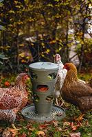 Beeztees kippen voertoren grijs 30x30x36cm kip - thumbnail