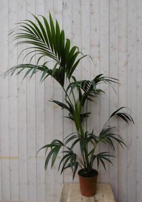 Kentiapalm Howea Forsteriana kamerplant potmaat 19 cm H80-100 cm Warentuin Natuurlijk - Warentuin natuurlijk