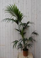 Kentiapalm Howea Forsteriana kamerplant potmaat 19 cm H80-100 cm Warentuin Natuurlijk - Warentuin natuurlijk - thumbnail